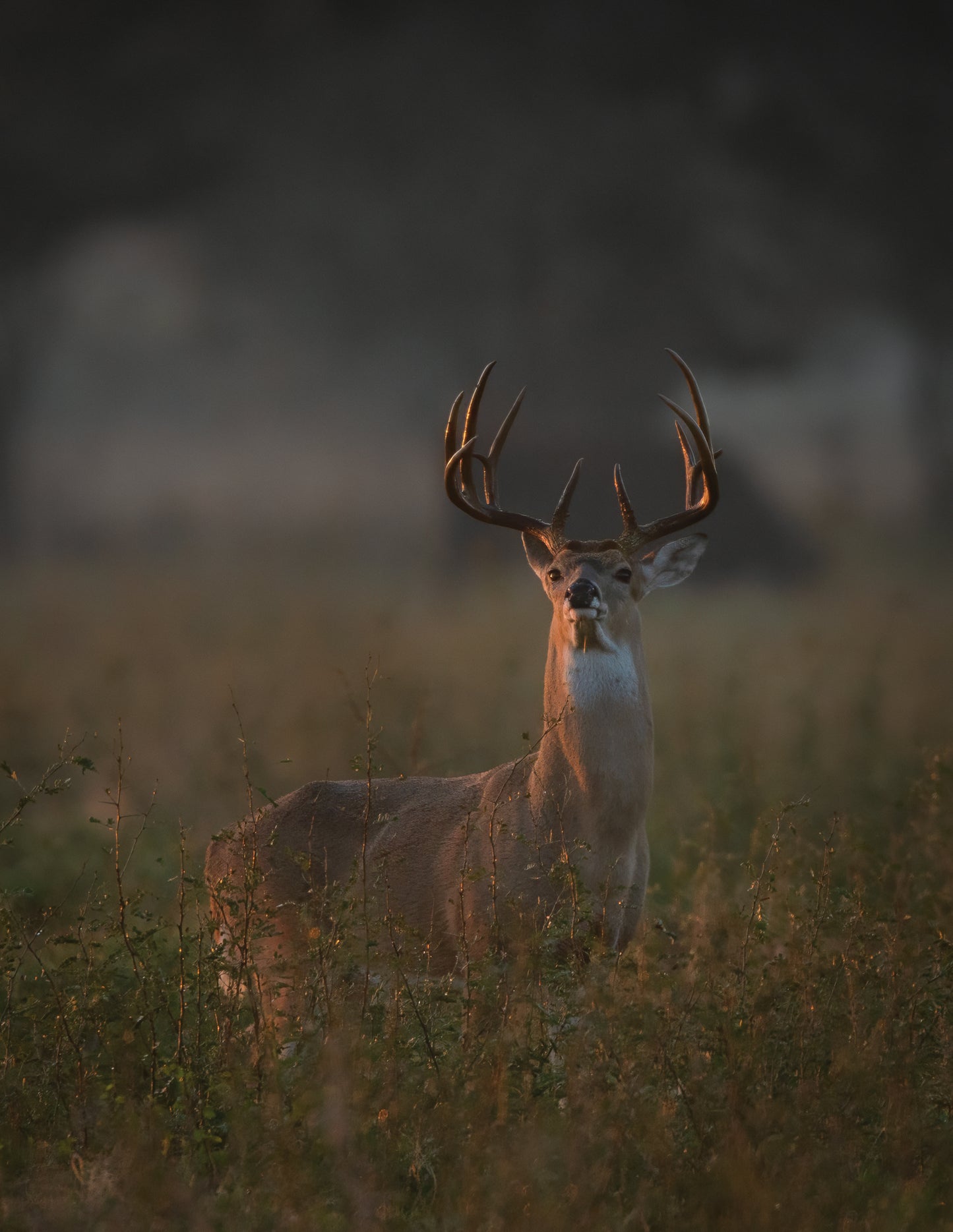 The Texas 12 (Portrait)