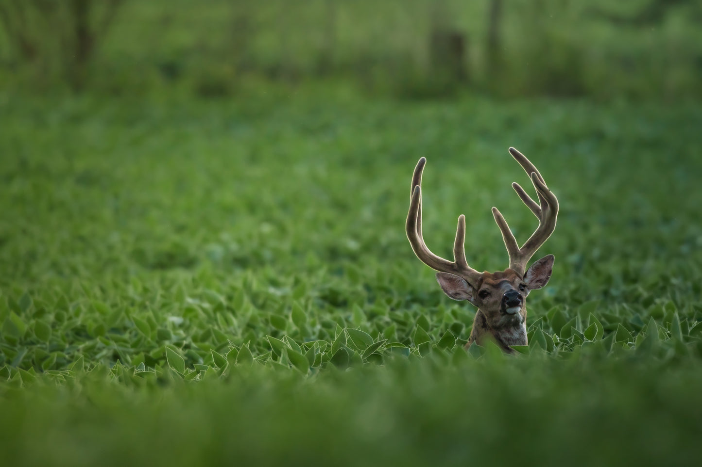 The Velvet 7