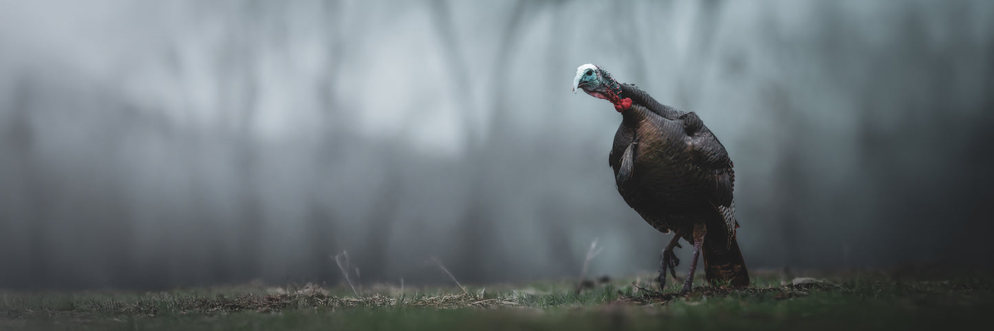 Gobble in the Fog (Pano)