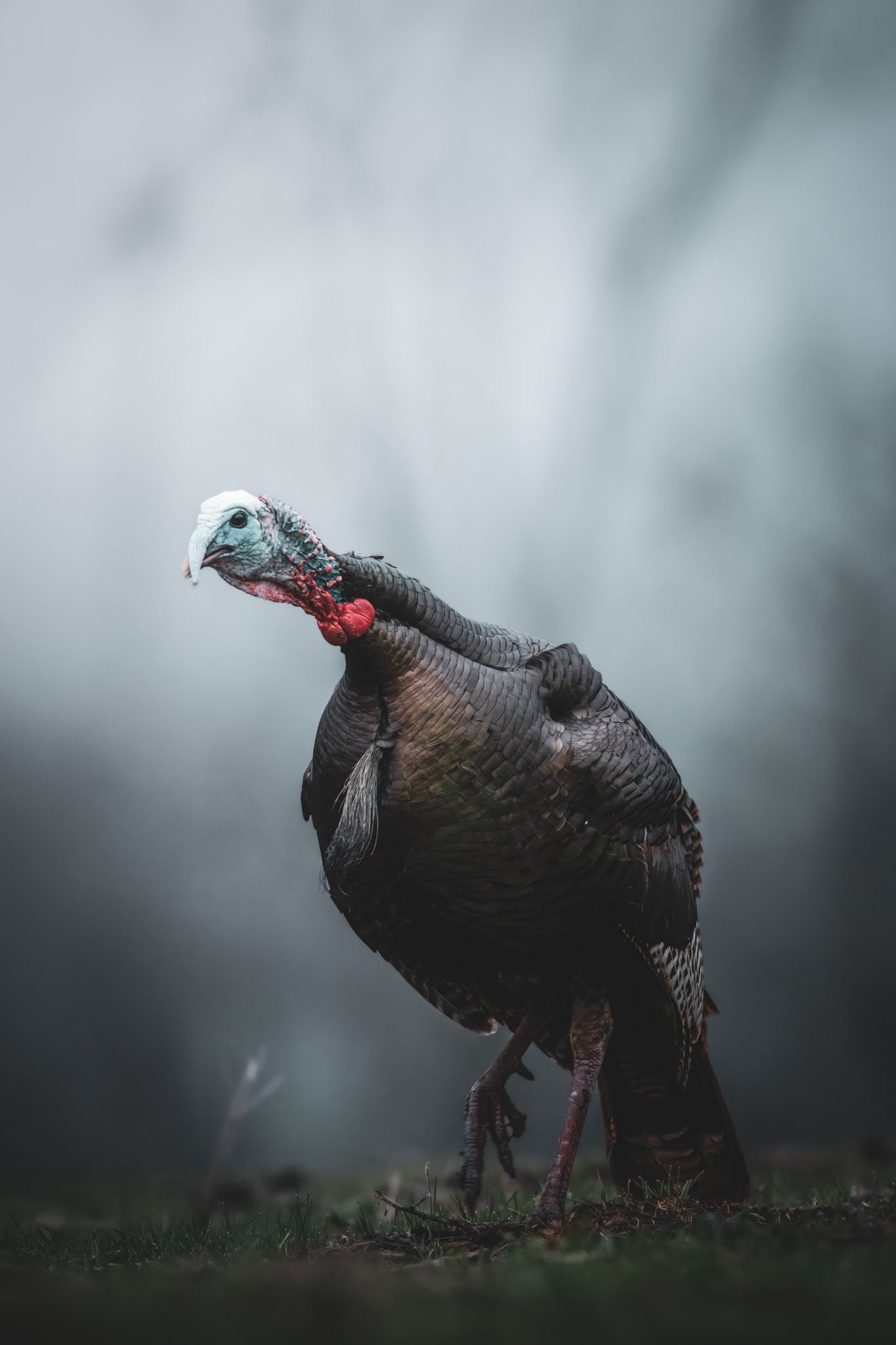 Gobble in the fog