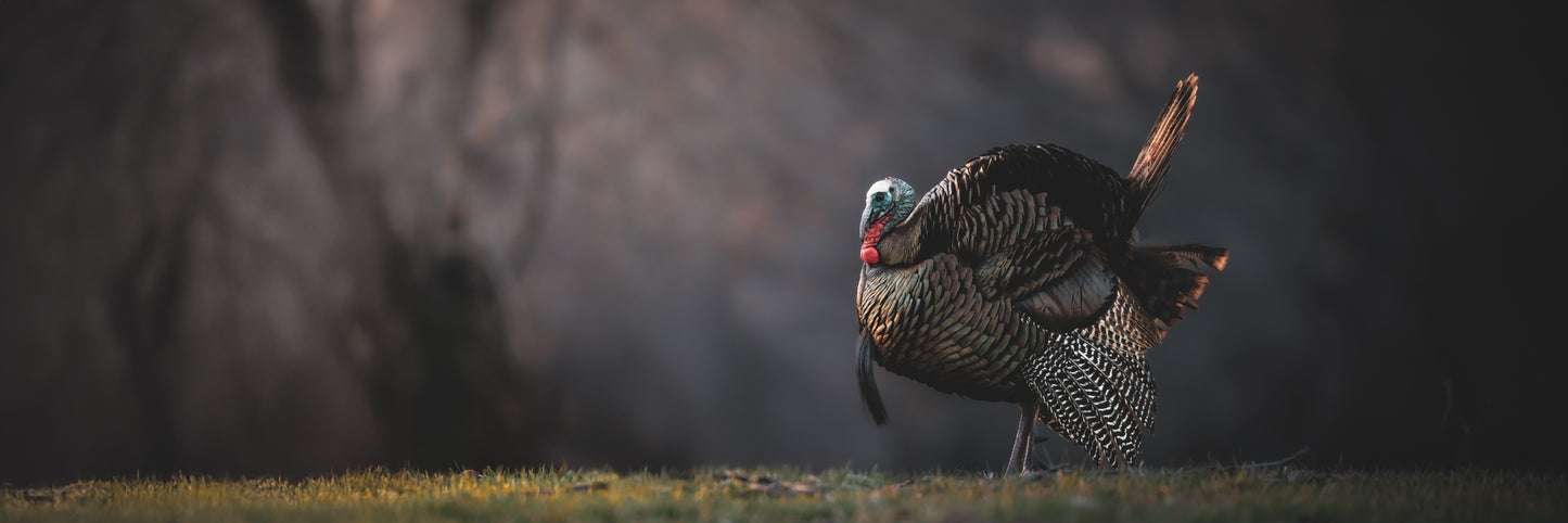 Bask in the Light (Pano)