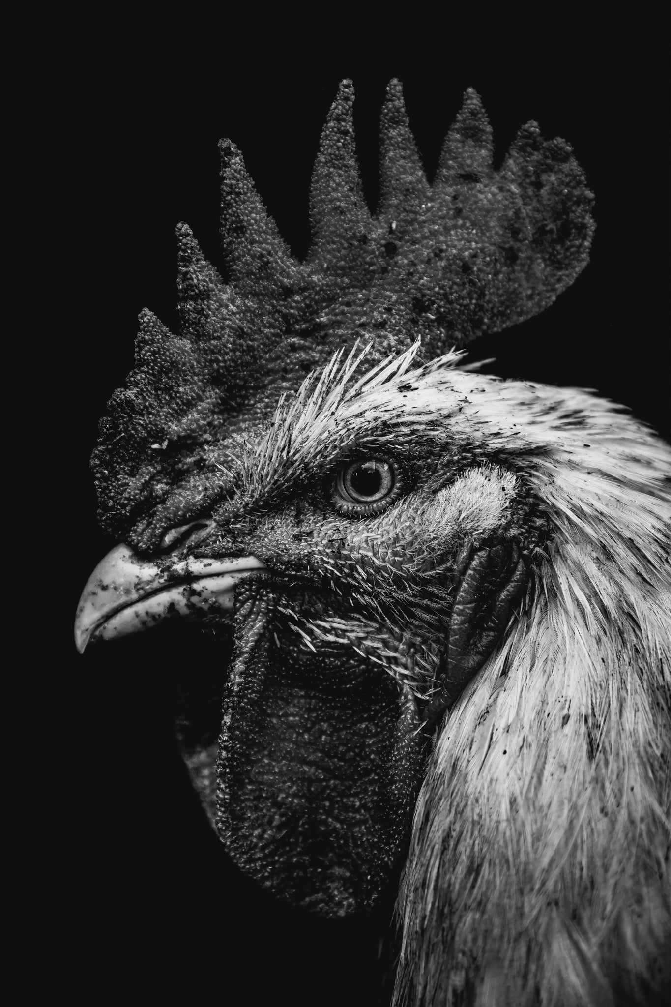 The Rooster