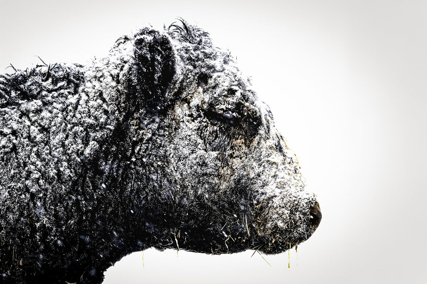 The Cow