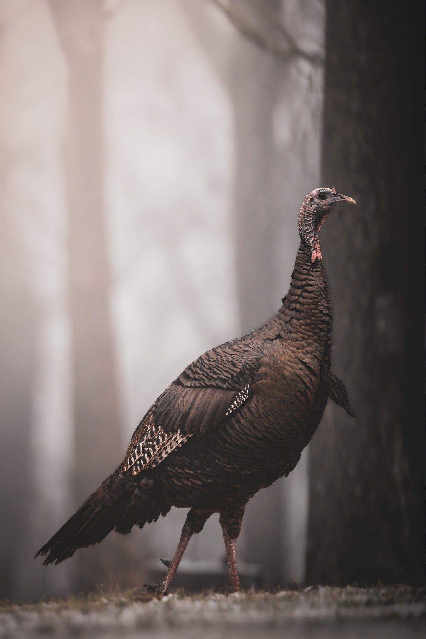 Portrait of the Wild Turkey