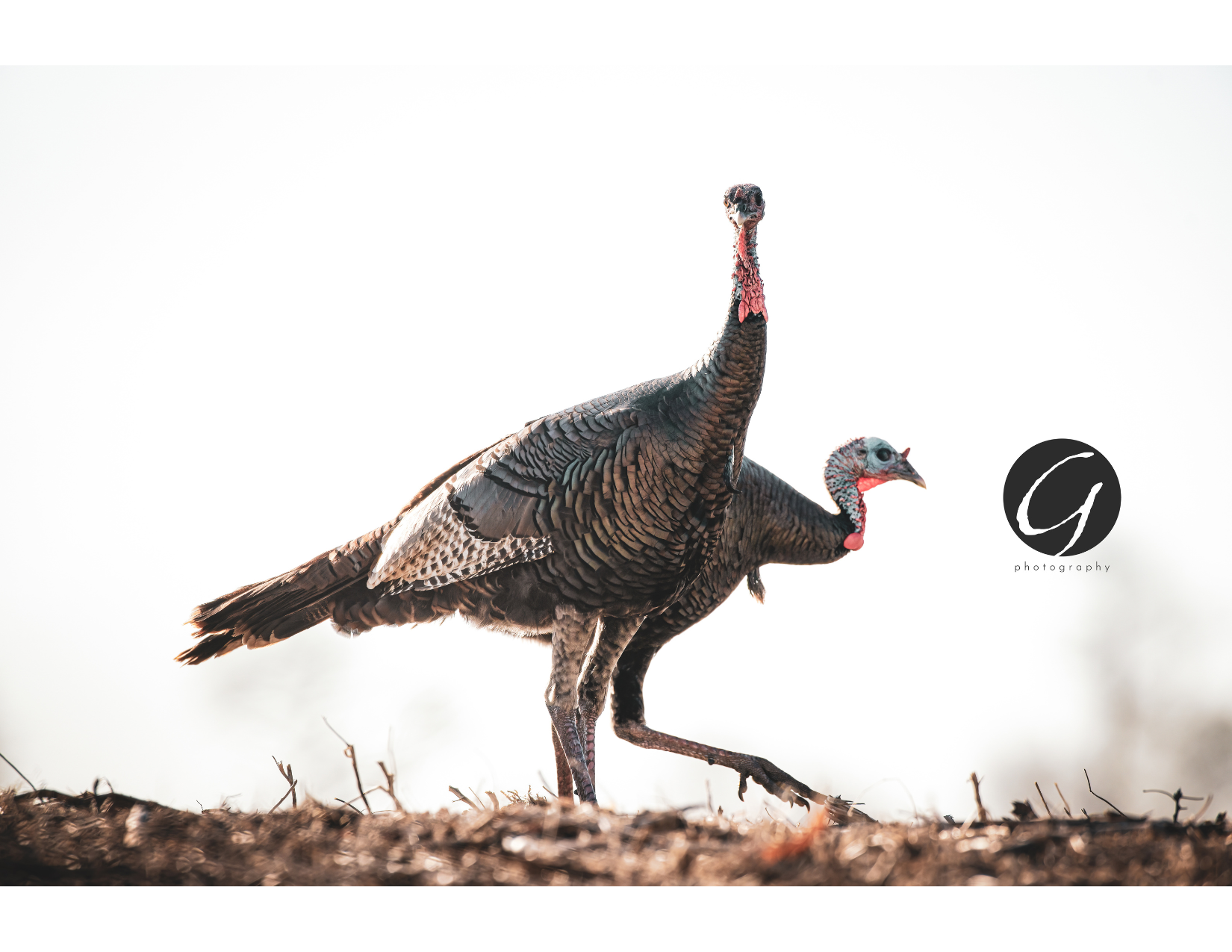 2 Toms part 2 Grizhawkins Photography