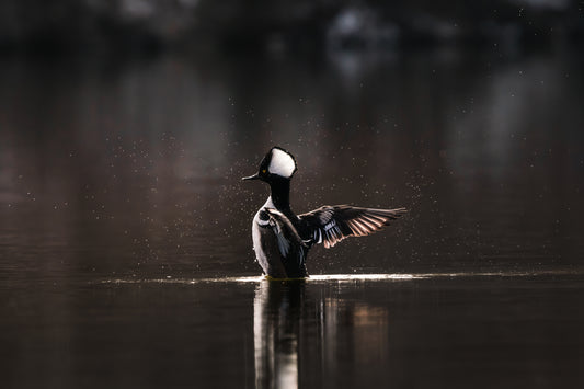 The Hooded Merganser
