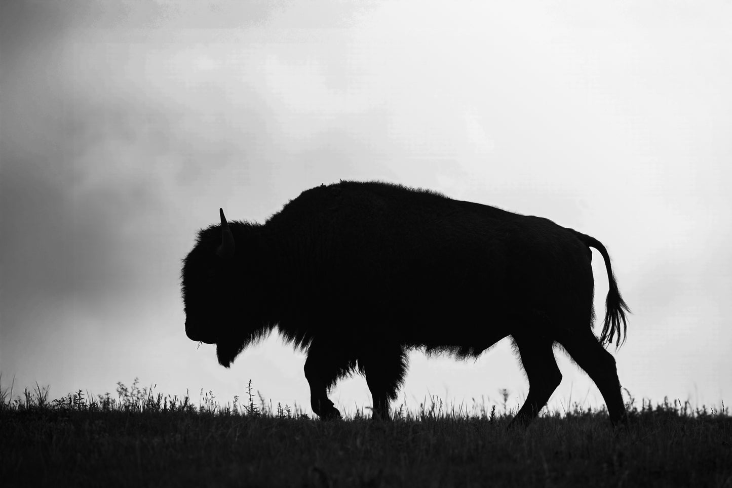 The Bison B&W