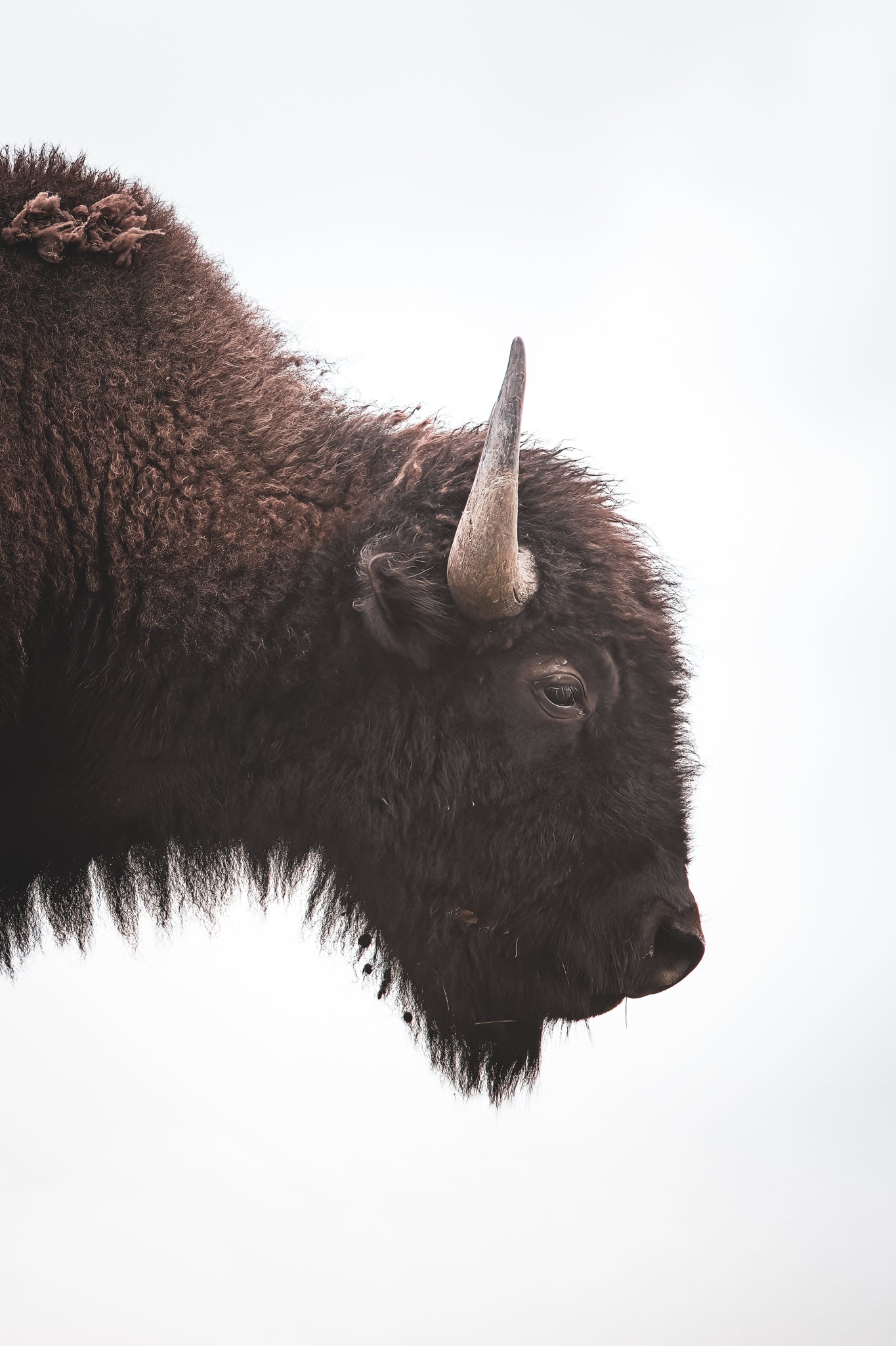 The Bison