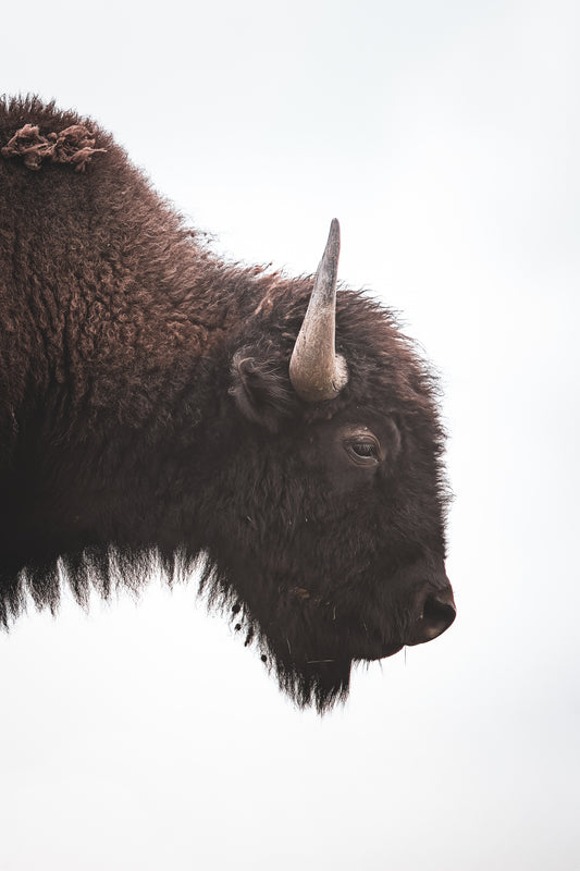 The Bison