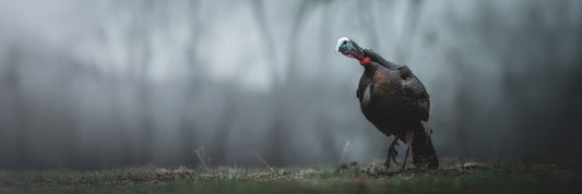 Gobble in the Fog (Pano)