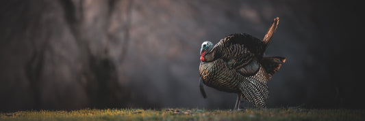 Bask in the Light (Pano)