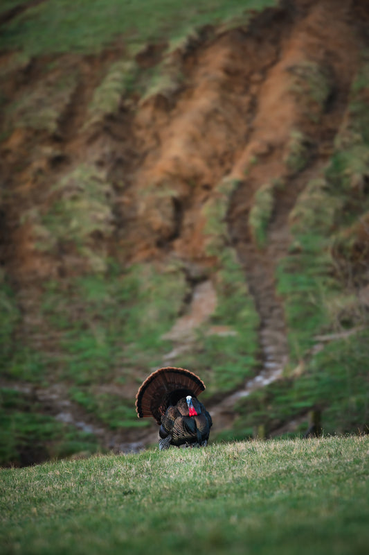 Cattle Paths