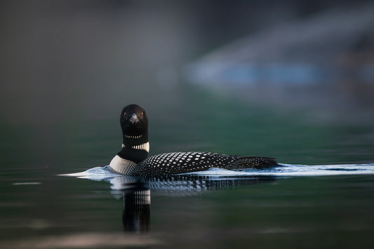 The Loon II