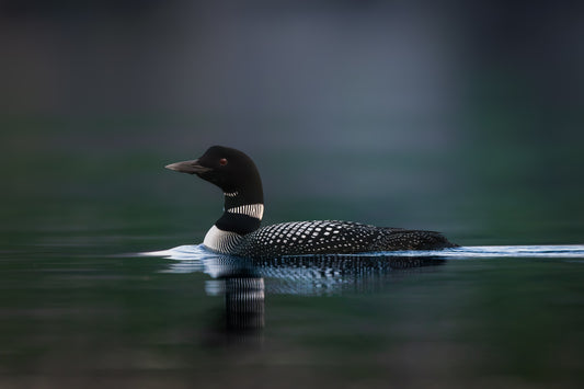 The Loon