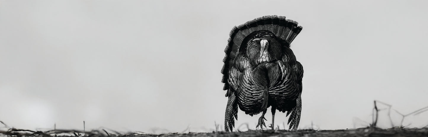 Black & White 20X60