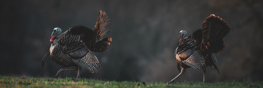 Step into the light/ Wild Side (Pano)